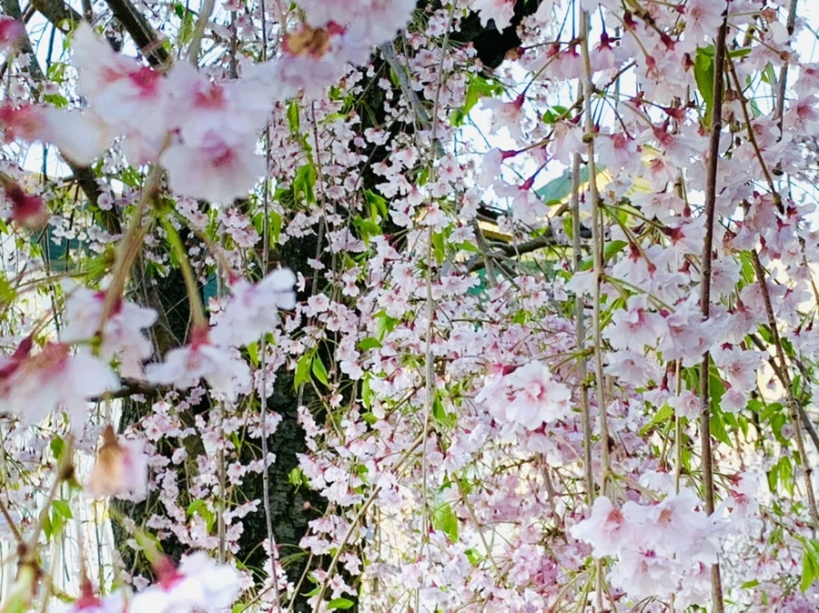 IMG_4891.jpg?type=w966