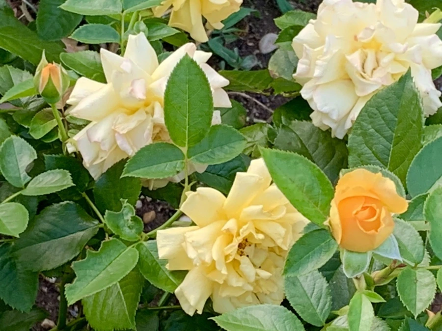 IMG_2933.jpg?type=w966