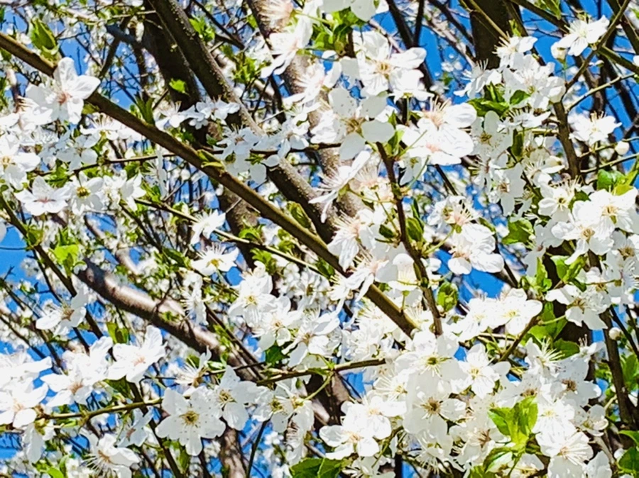 IMG_8342.jpg?type=w966