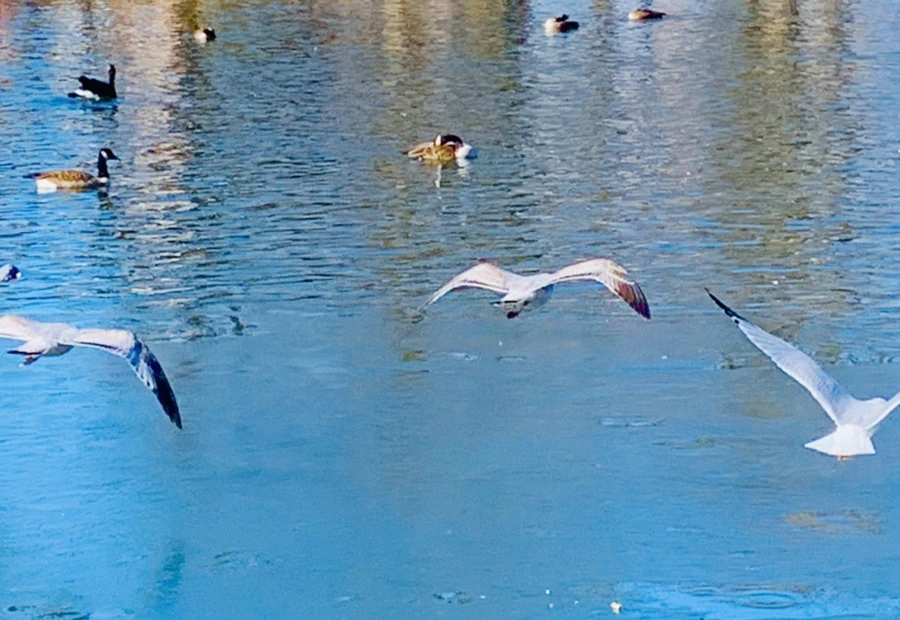 IMG_9056.jpg?type=w966