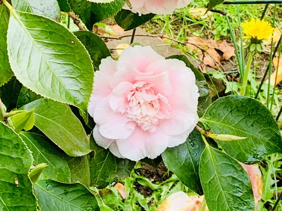 IMG_4036.jpg?type=w966