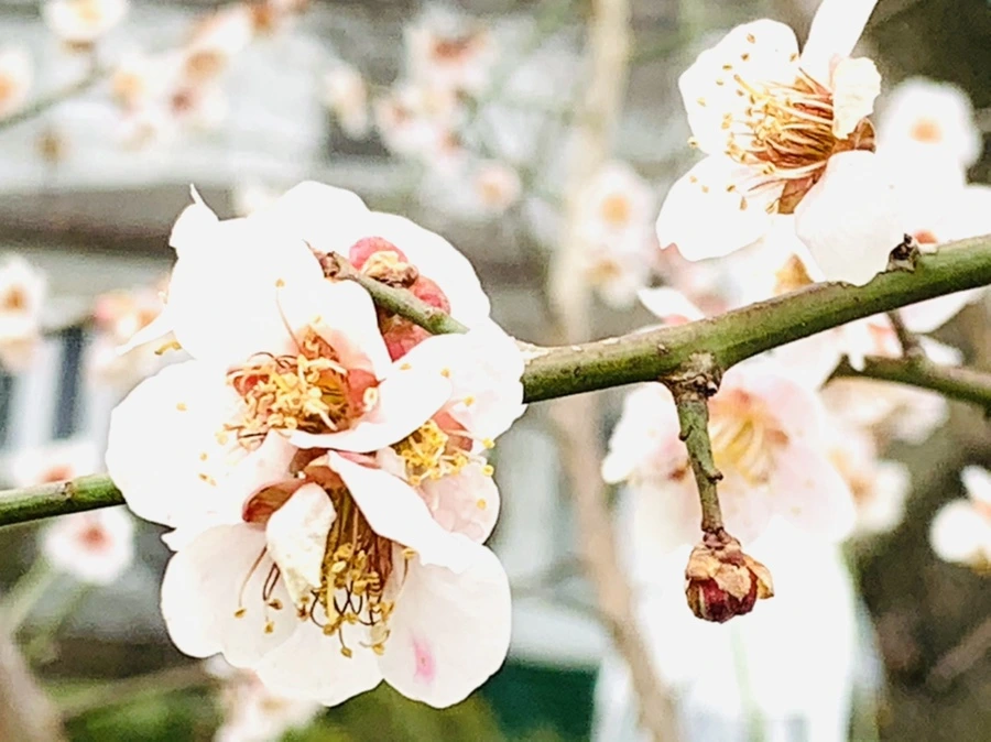 IMG_3680.jpg?type=w966