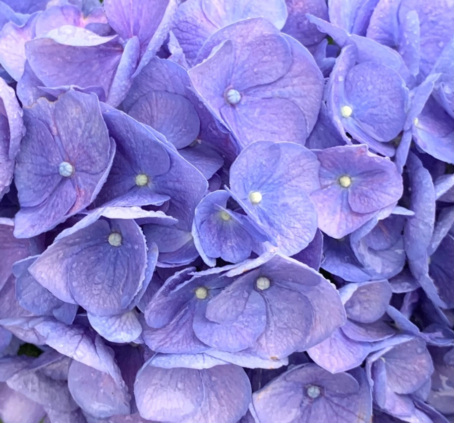 IMG_6193.jpg?type=w966