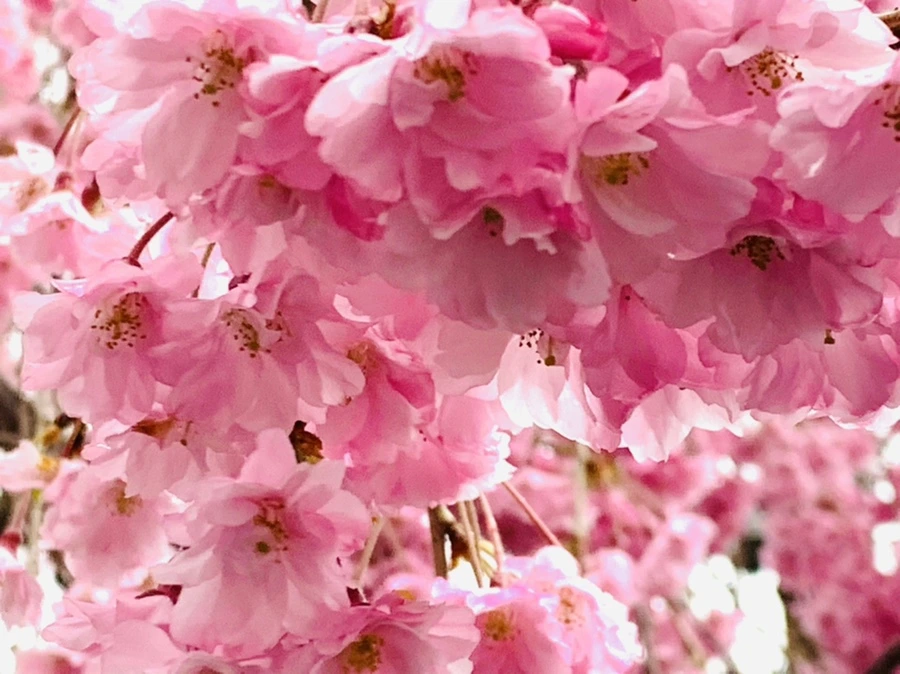 IMG_0785.jpg?type=w966