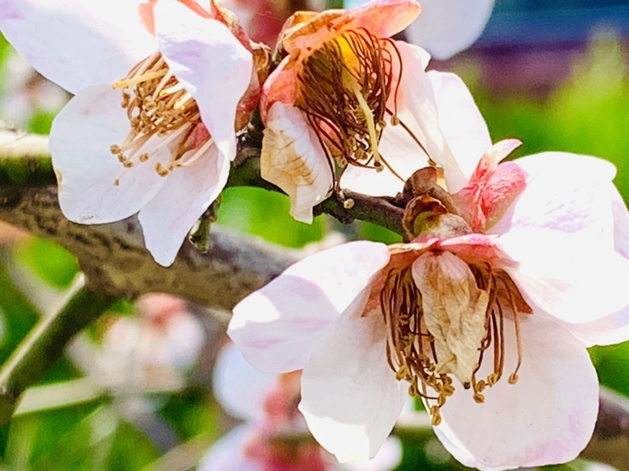 IMG_4243.jpg?type=w966