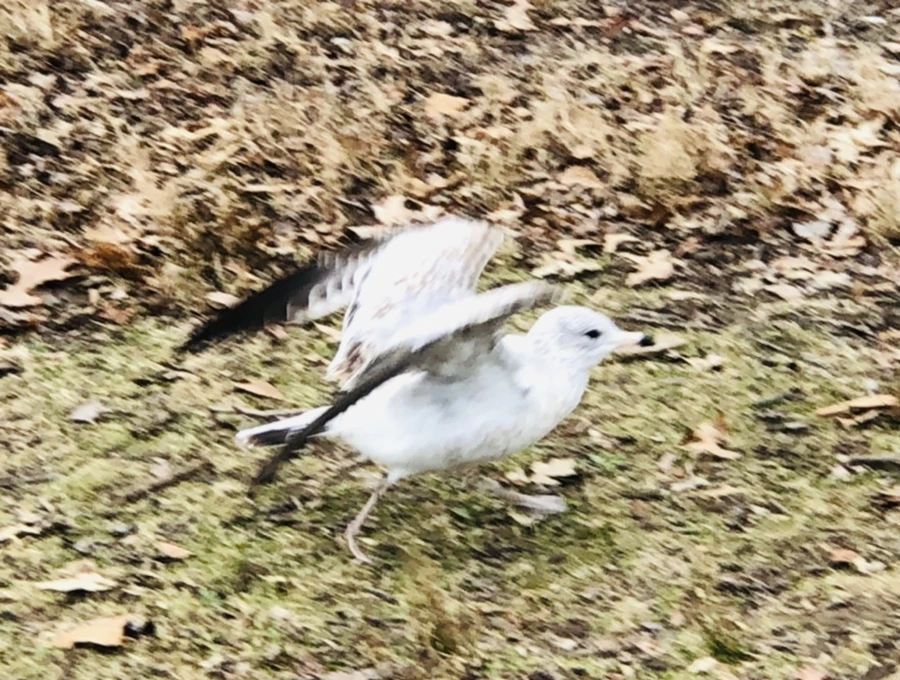 IMG_1037.jpg?type=w966