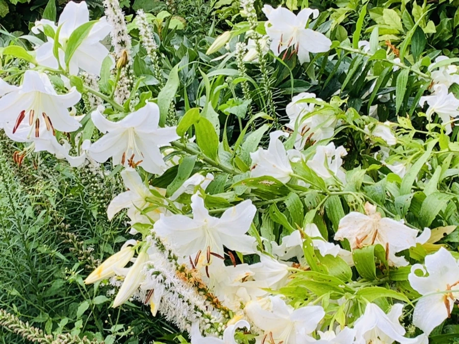 IMG_0910.jpg?type=w966