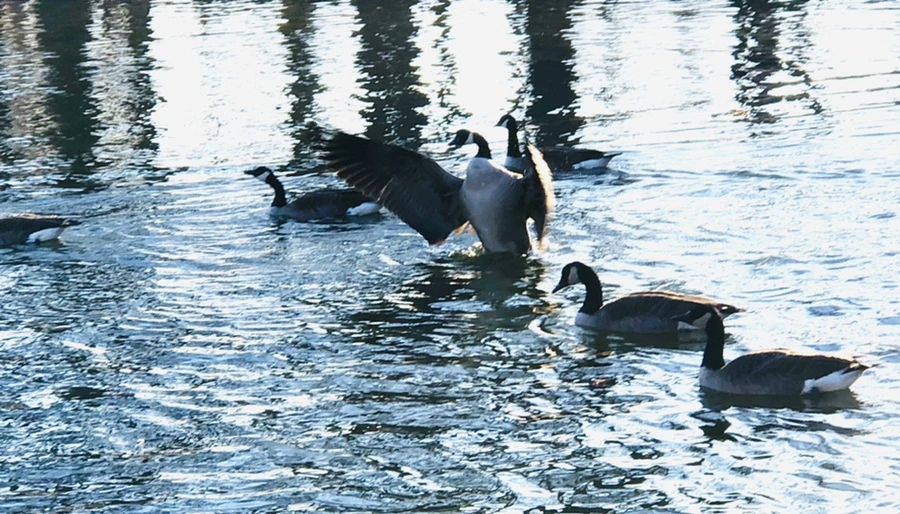 IMG_4283.jpg?type=w966