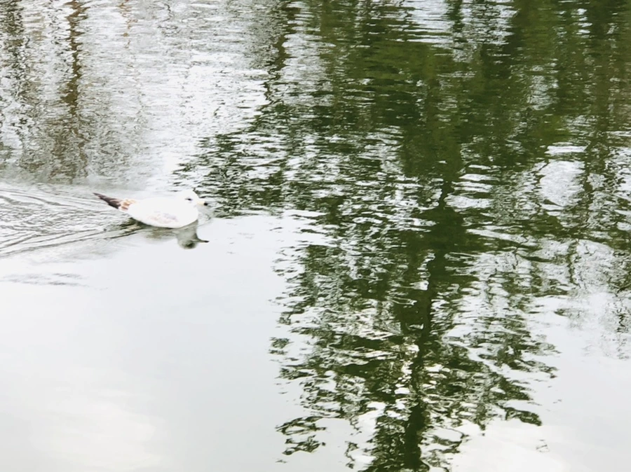 IMG_1020.jpg?type=w966