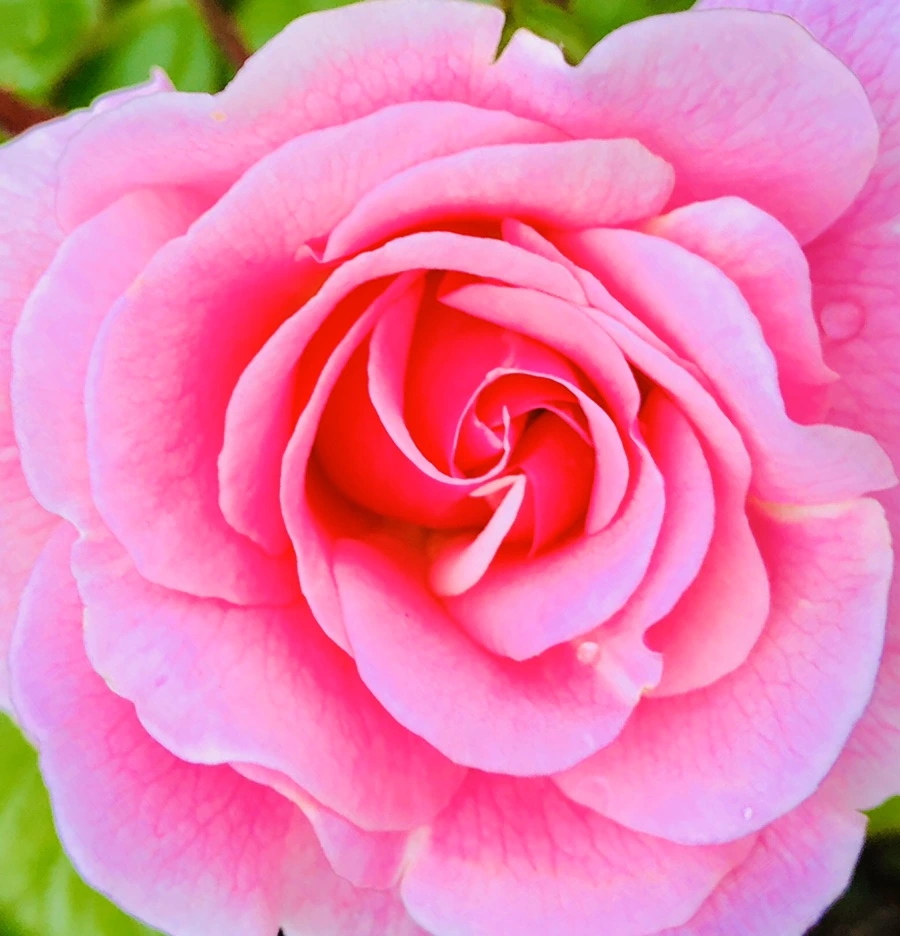 IMG_7626.jpg?type=w966