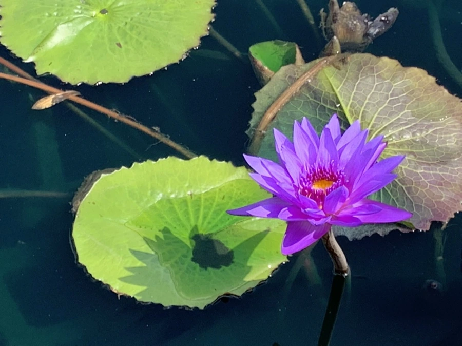 IMG_8982.jpg?type=w966