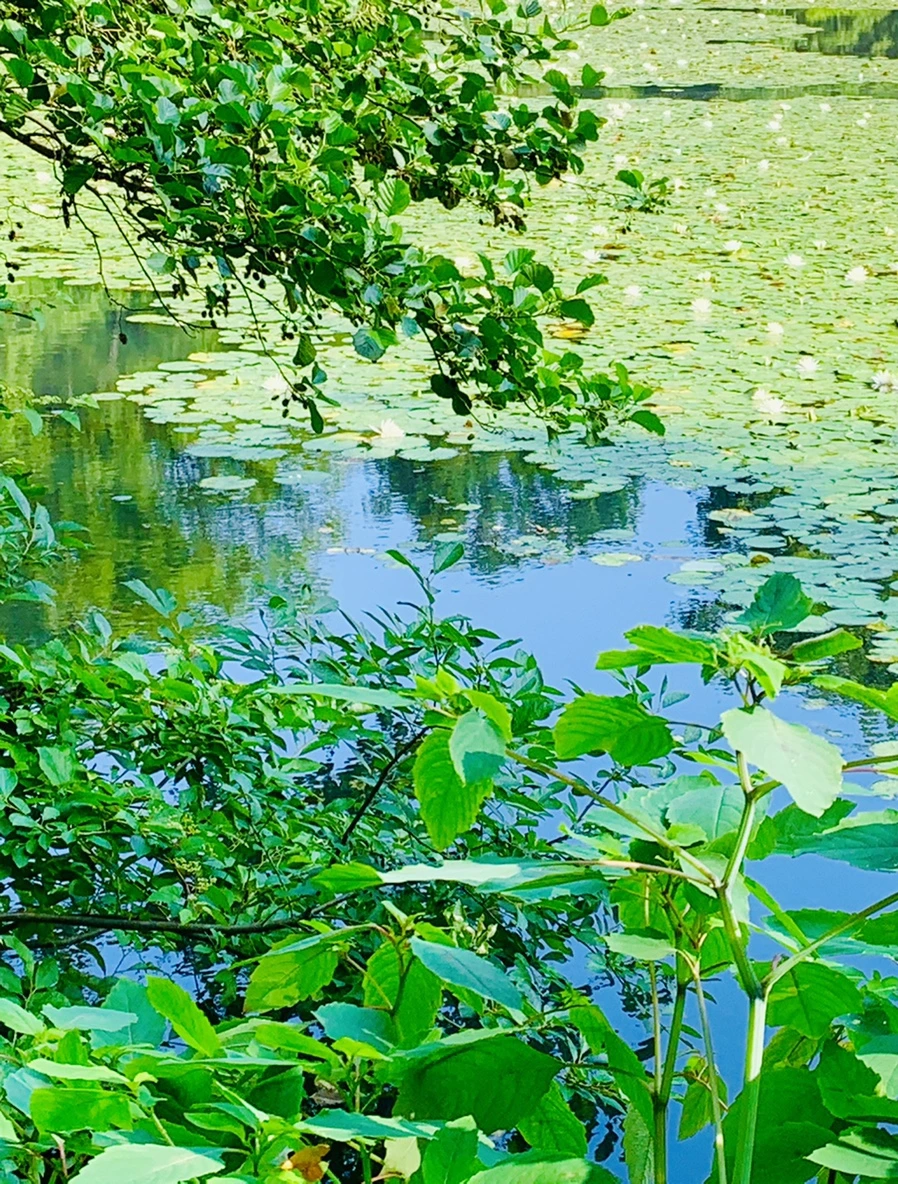 IMG_1156.jpg?type=w966