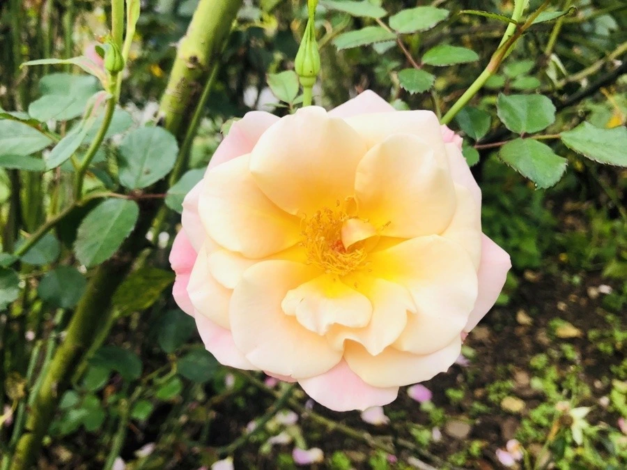 D6-GleiAtYWKQVvjNk0Ec_PetYg