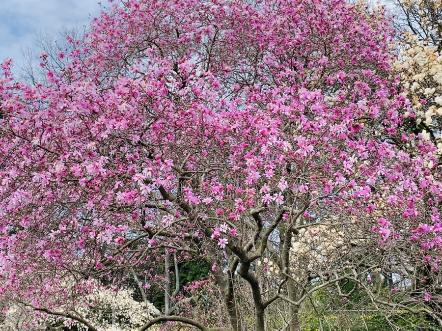 IMG_7173.jpg?type=w966