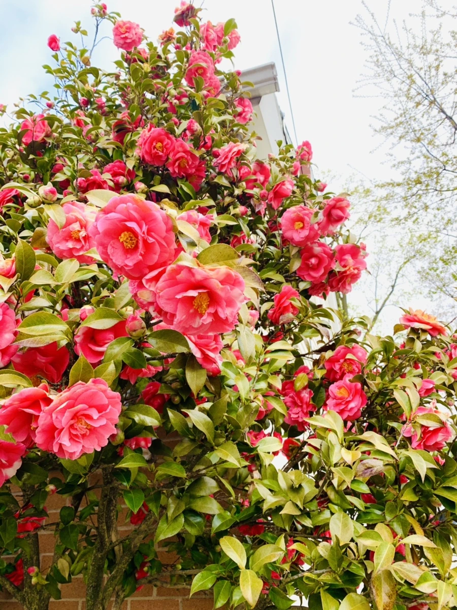 IMG_2909.jpg?type=w966