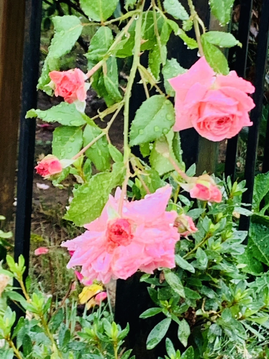 IMG_3749.jpg?type=w966