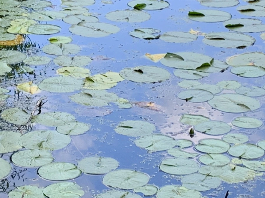 IMG_7546.jpg?type=w966