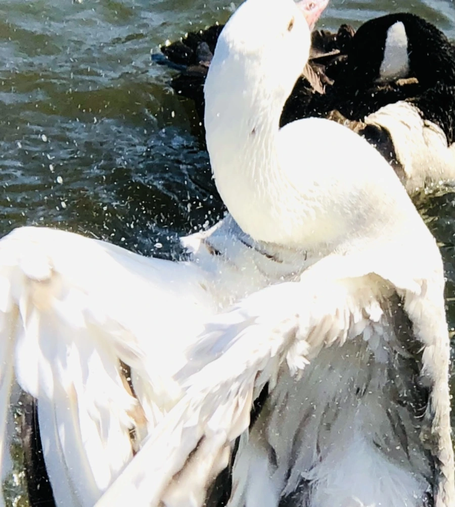 IMG_5391.jpg?type=w966