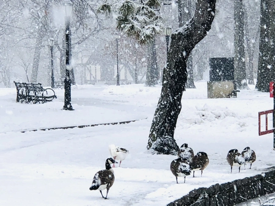 IMG_4251.jpg?type=w966