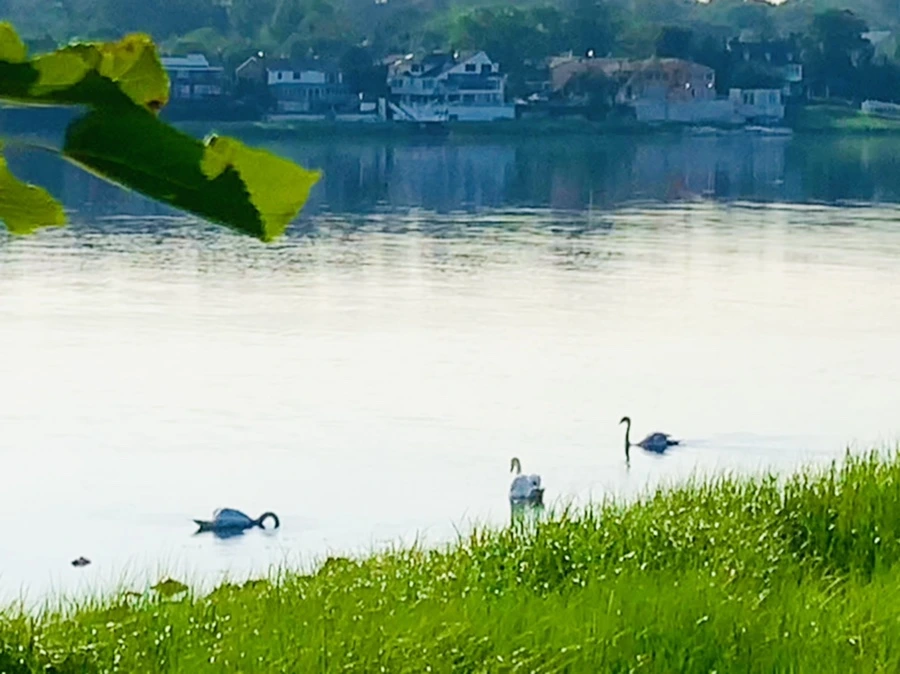 IMG_5895.jpg?type=w966