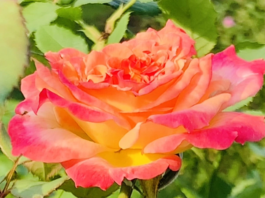 IMG_1216.jpg?type=w966