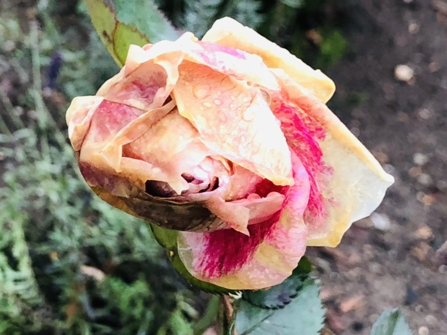 IMG_8083.jpg?type=w966