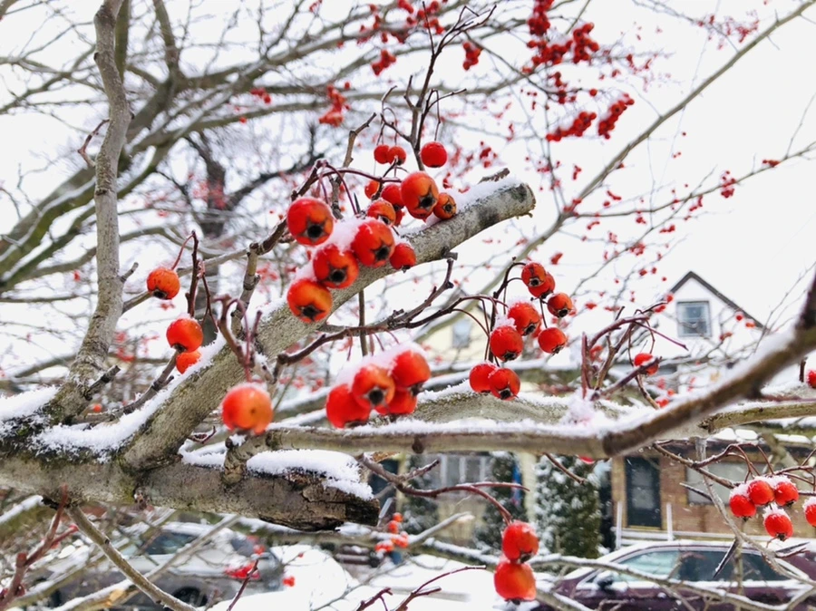 IMG_3478.jpg?type=w966