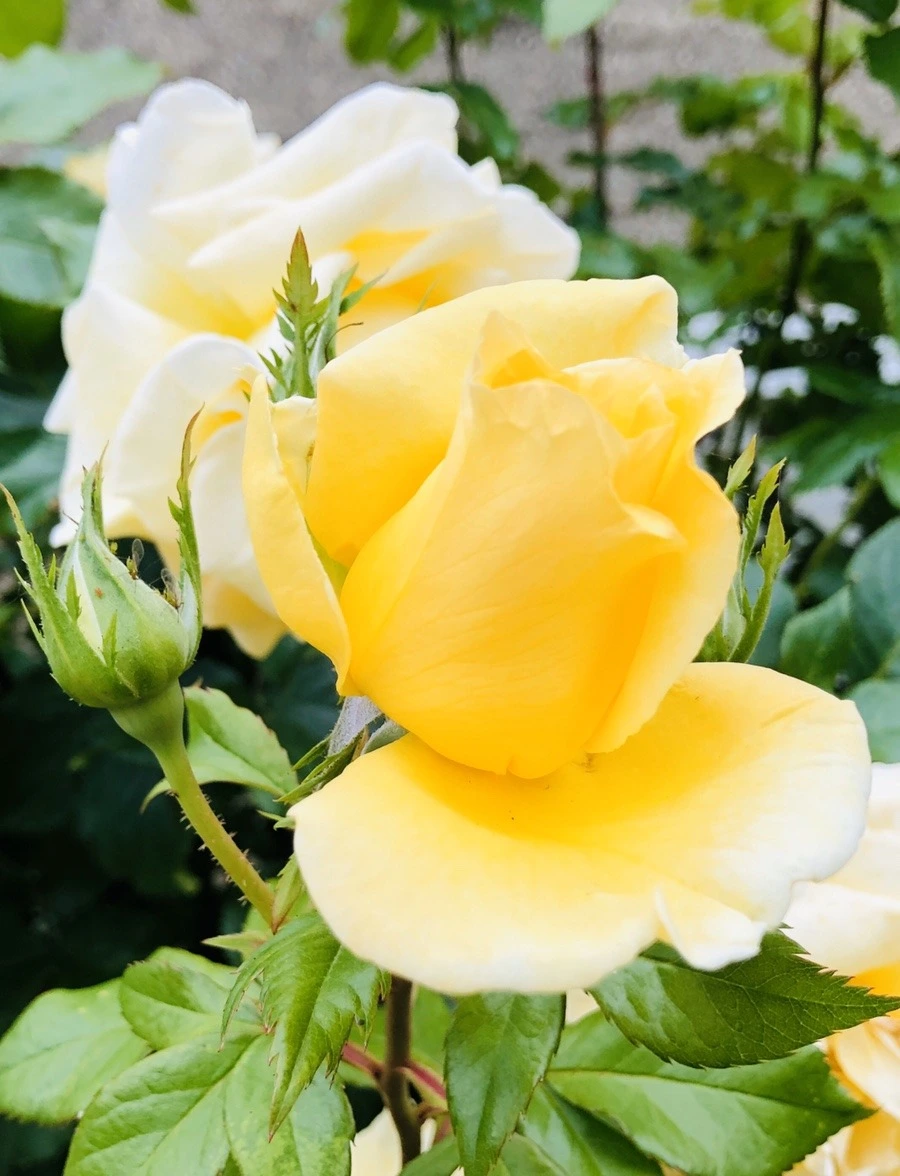 d3HPGTz8ln0DIvv9kTM-jCCQhb4