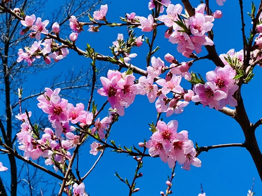 IMG_8158.jpg?type=w966