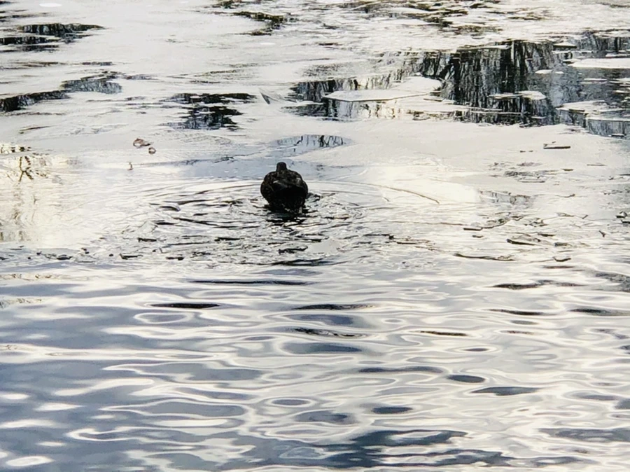 IMG_5031.jpg?type=w966