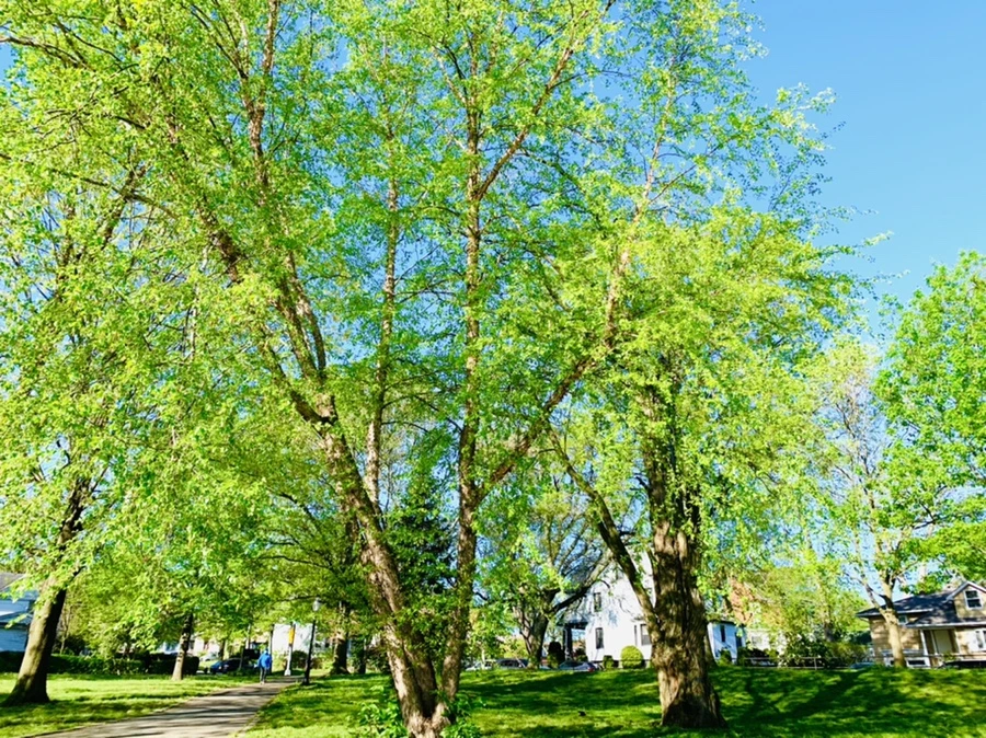 IMG_0388.jpg?type=w966