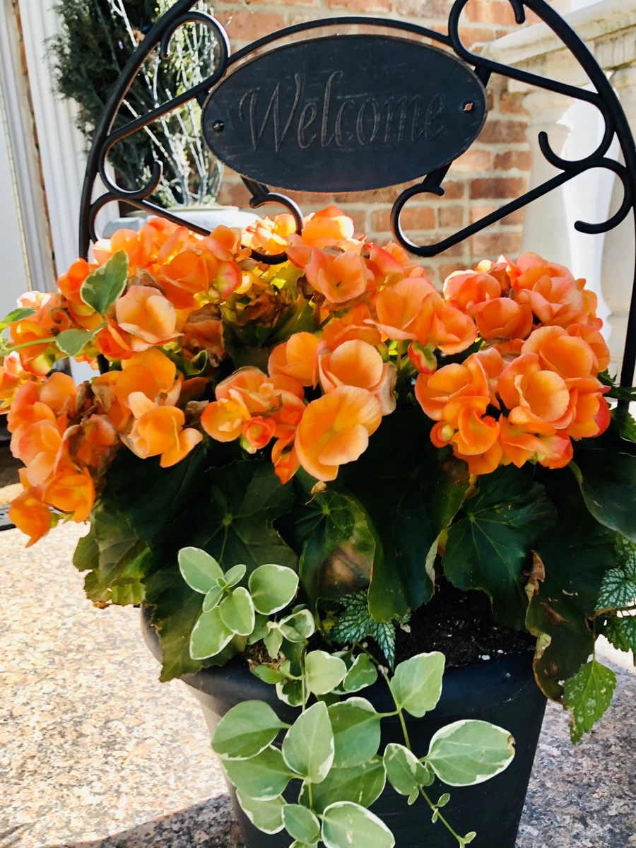 IMG_8689.jpg?type=w966