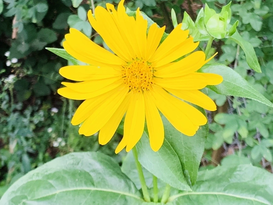 IMG_8778.jpg?type=w966