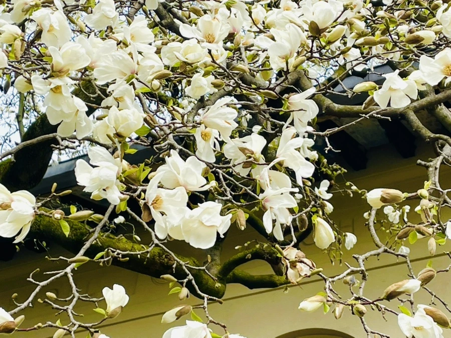 IMG_7479.jpg?type=w966