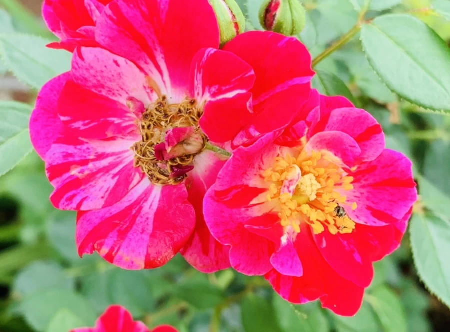 IMG_9032.jpg?type=w966