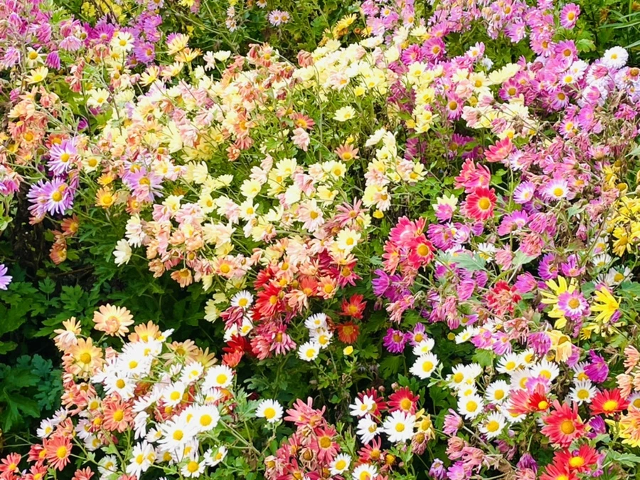 IMG_1216.jpg?type=w966