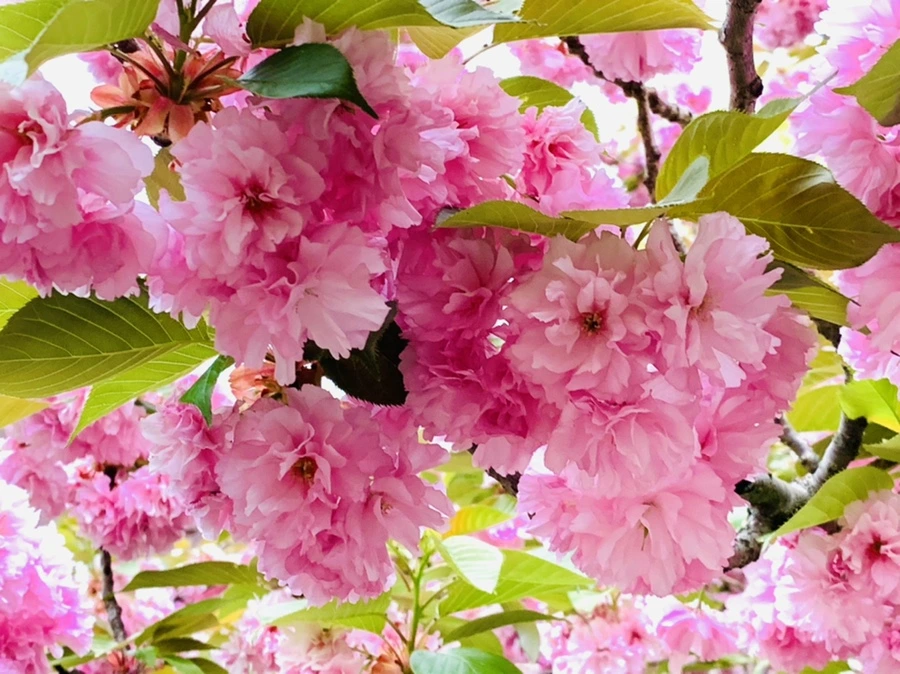 IMG_7167.jpg?type=w966