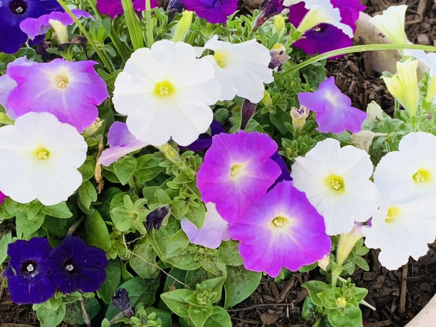 IMG_1924.jpg?type=w966