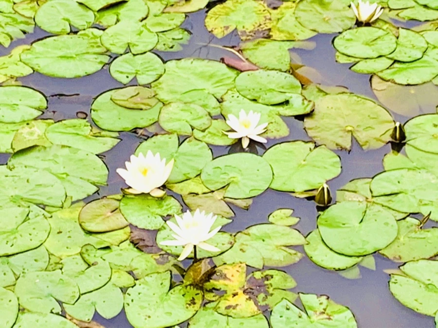 IMG_7168.jpg?type=w966