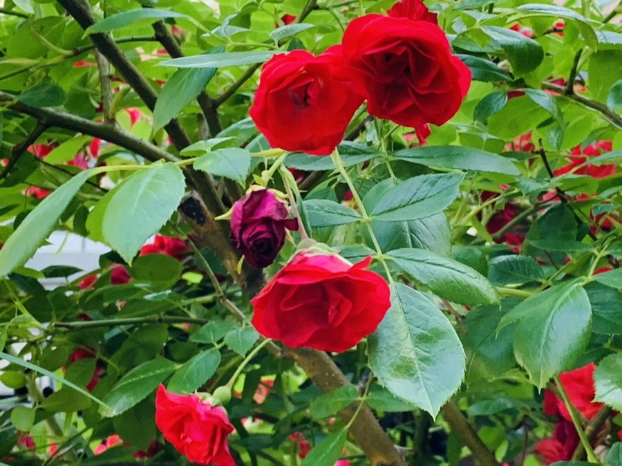 IMG_4809.jpg?type=w966