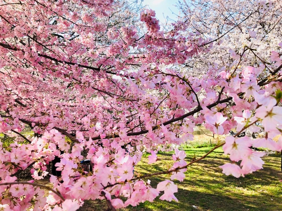 IMG_4541.jpg?type=w966