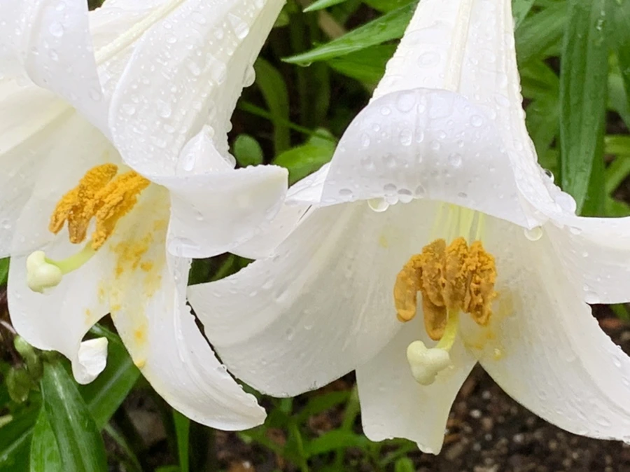 IMG_0123.jpg?type=w966