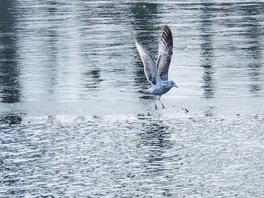 IMG_5293.jpg?type=w966