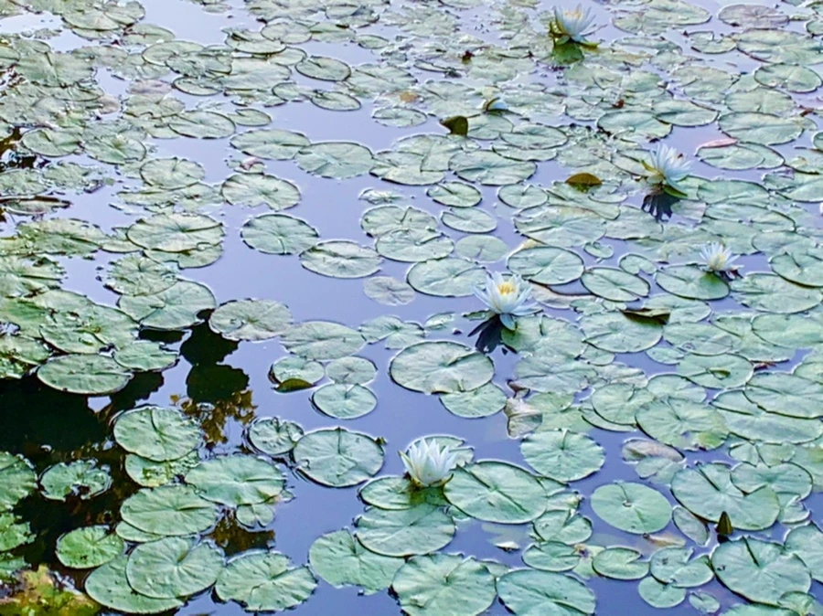 IMG_1065.jpg?type=w966