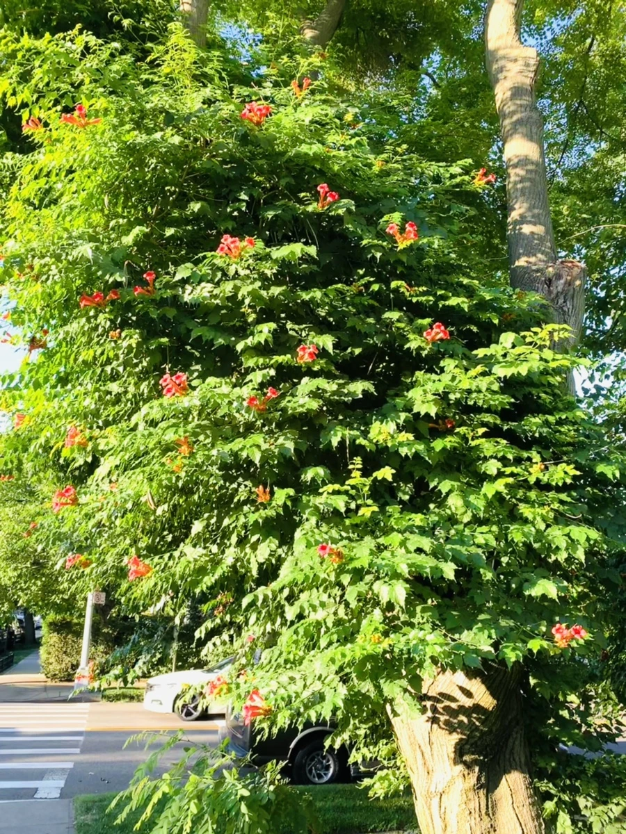 IMG_6494.jpg?type=w966