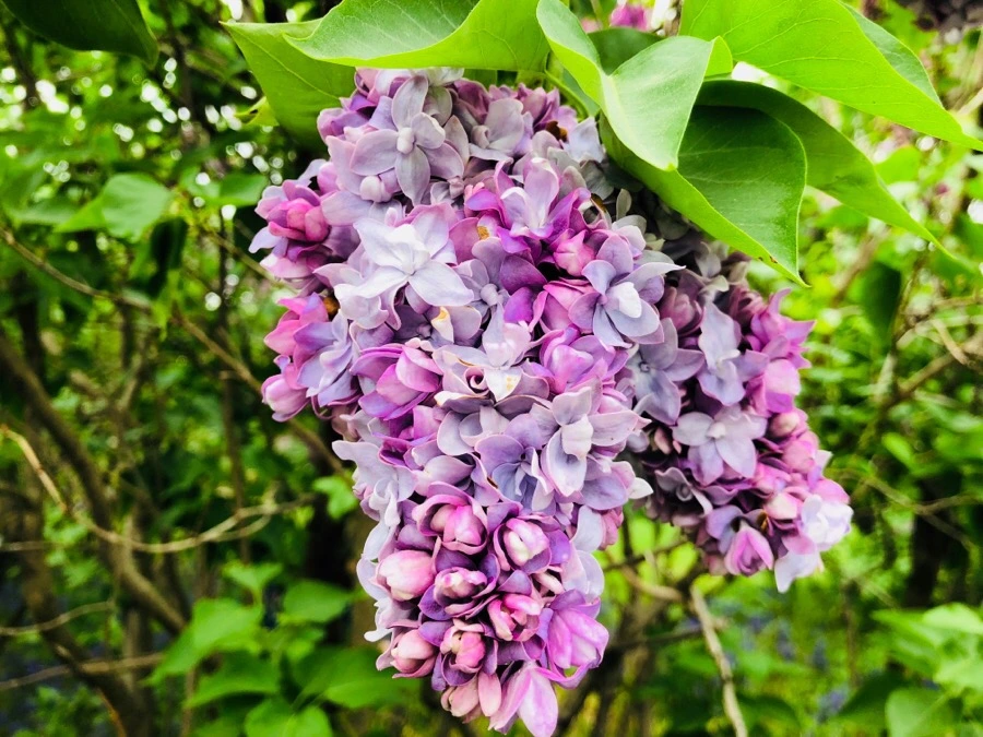 IMG_5481.jpg?type=w966