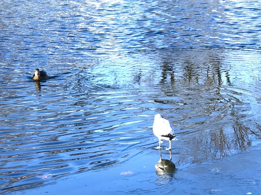 IMG_0586.jpg?type=w966