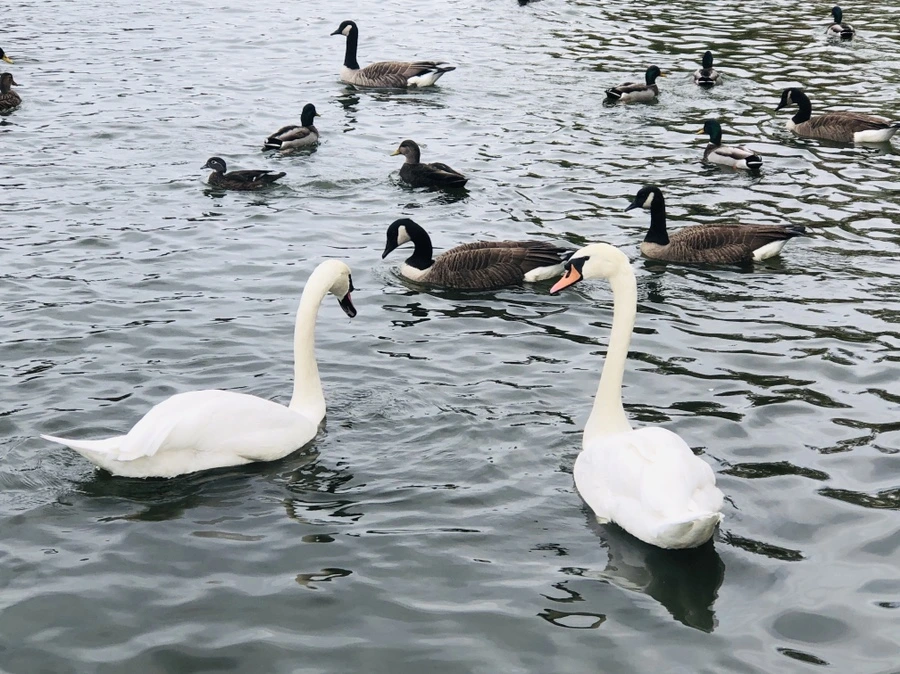 IMG_2908.jpg?type=w966