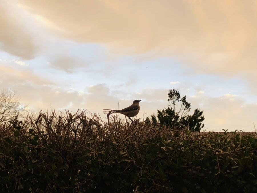 IMG_8220.jpg?type=w966