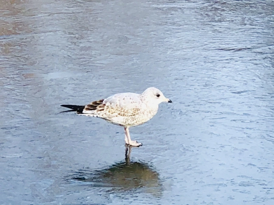 IMG_8479.jpg?type=w966